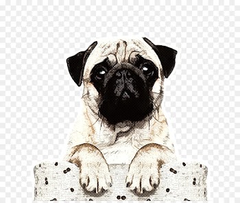 Pug Puppy Boxer Verjaardagskalender Stock photography - puppy 