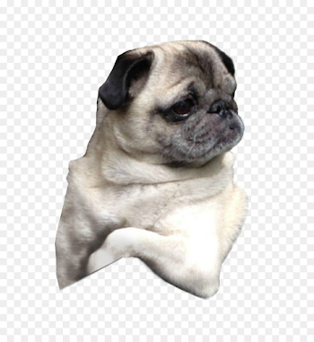 Pug Puppy Dog Breed Companion Dog - Pug #153471 - PNG Images - PNGio