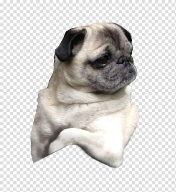 Pug Puppy Dog breed Companion dog, pug transparent background PNG ...