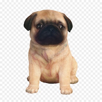Pug, Puppy, Dog Breed, Dog PNG