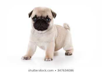Pug Puppy Images, Stock Photos & Vectors | Shutterstock