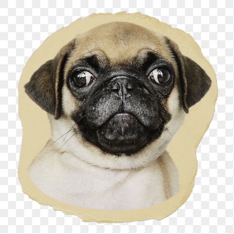 Pug puppy png ripped paper | Free PNG - rawpixel