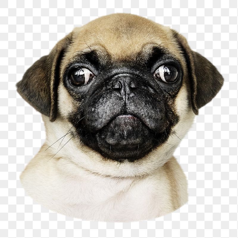Pug puppy png sticker, cute | Free PNG - rawpixel