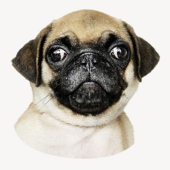 Pug puppy sticker, cute pet | Free PSD - rawpixel