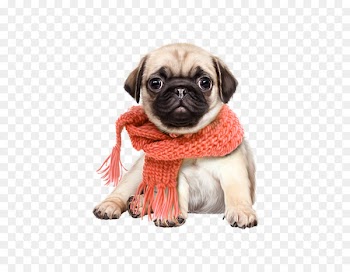 Pug Shiba Inu Snoopy Puppy Cat - Cute dog 