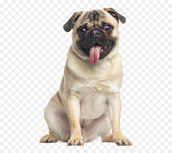 Puggle Beagle Puppy Pet Sitting - Png Pu #153466 - PNG Images - PNGio