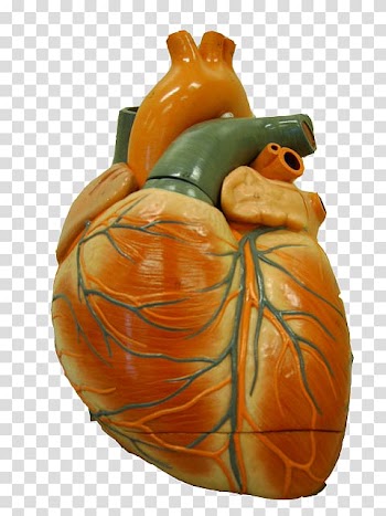Pumpkin Calabaza Winter squash Cucurbita Anatomy, hart transparent background PNG clipart
