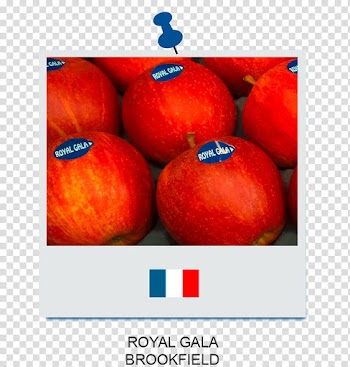 Pumpkin Calabaza Winter squash Cucurbita Apple, pumpkin transparent background PNG clipart