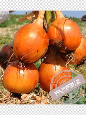 Pumpkin Calabaza Winter squash Onion Food, onions transparent background PNG clipart