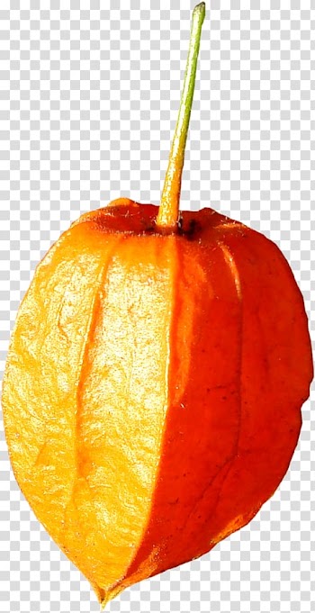 Pumpkin Clementine Winter squash Mandarin orange Gourd, pumpkin transparent background PNG clipart