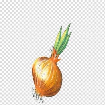 Pumpkin Crayon Calabaza, Crayons onions transparent background PNG clipart