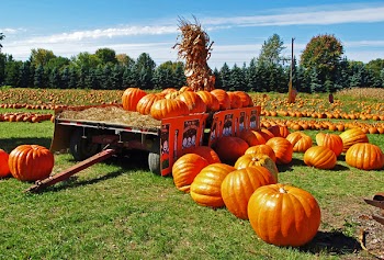 Pumpkin Field.JPG