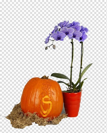 Pumpkin Floristry Cut flowers Flowerpot, pumpkin transparent background PNG clipart