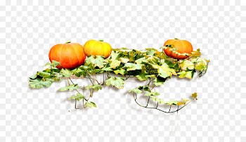 Pumpkin Food - pumpkin 