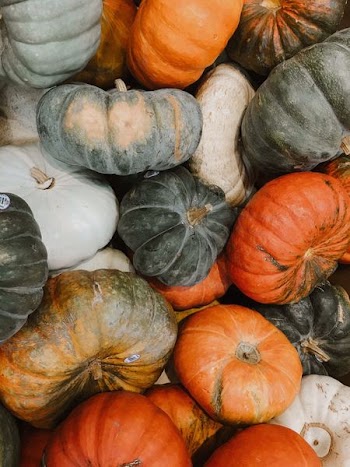 pumpkin lot
