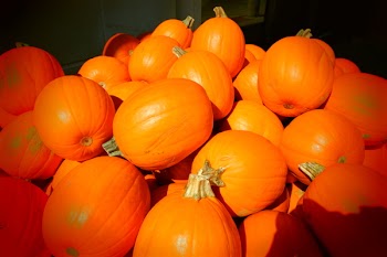 Pumpkin Lot