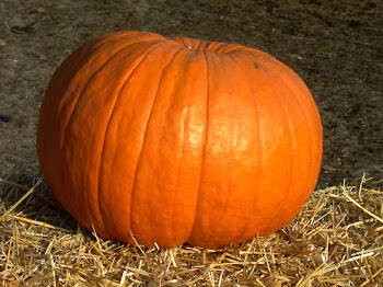 pumpkin_on_a_bale.jpg