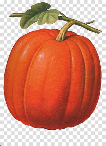 Pumpkin, orange pumpkin and pumpkin decor transparent background PNG clipart