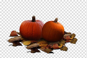 Pumpkin Patch, two orange pumpkins close-up transparent background PNG clipart