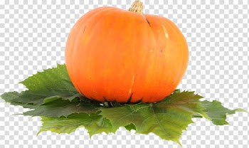 Pumpkin pie Cucurbita pepo Jack-o'-lantern, Pumpkin transparent background PNG clipart