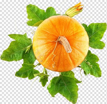 Pumpkin pie Food Vegetable, pumpkin transparent background PNG clipart