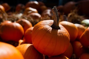pumpkins