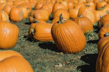 Pumpkins In Patch