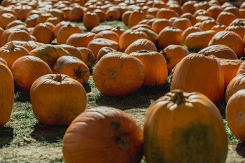 Pumpkins Laid Out For Halloween