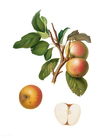 Pupina Apple from Pomona Italiana (1817-1839).. | Free stock vector - 487877