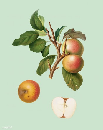 Pupina Apple from Pomona Italiana illustratio.. | Free stock vector - 487943