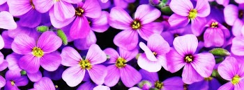 Puple 4 Petaled Flower