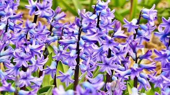 Puple Petaled Flower