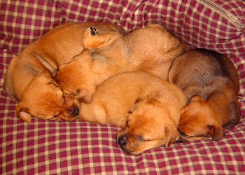 puppies_001.jpg