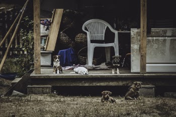 Puppies Beside White Armchair
