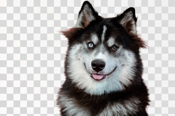 puppies dog PNG transparent background
