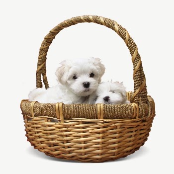 Puppies in basket collage element | Free PSD - rawpixel