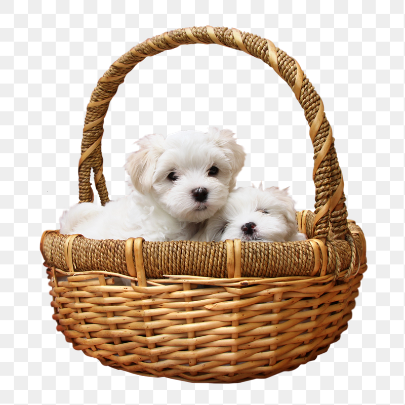 Puppies in basket png sticker, | Free PNG - rawpixel