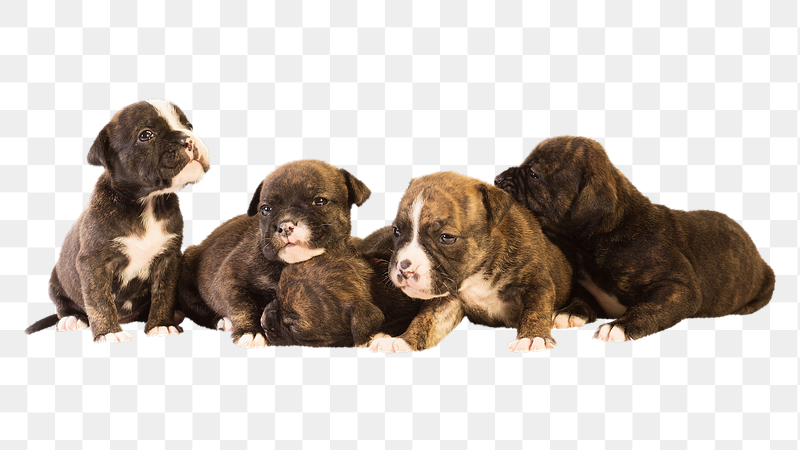 Puppies png Staffordshire Bull Terrier | Free PNG - rawpixel