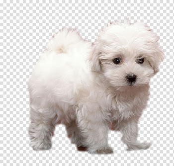Puppy Animal Terrier Breed, White dog standing transparent background PNG clipart