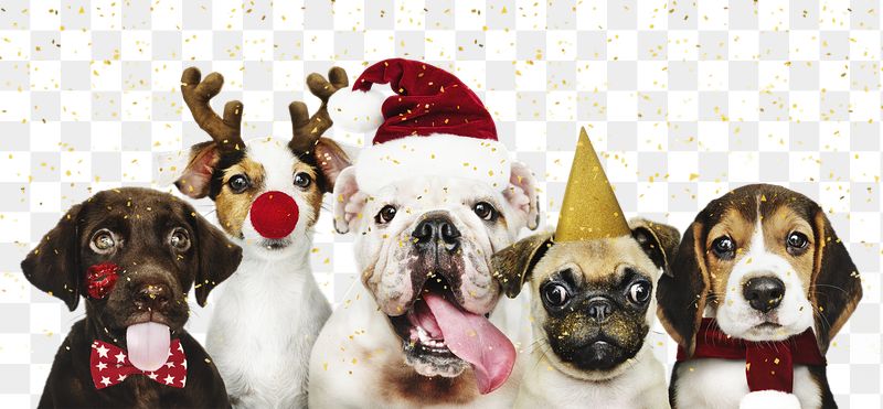 Puppy Christmas png border sticker, | Free PNG - rawpixel