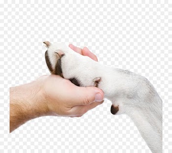 Puppy Dog breed Cat Small Animal Medicine - Holding dog paw 