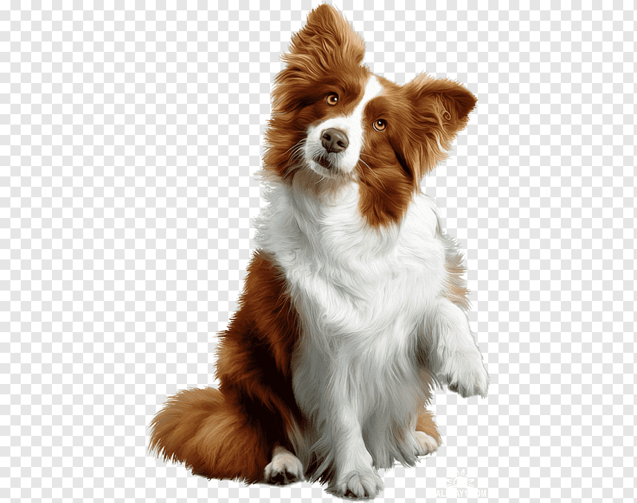 Puppy Dog Toys Chew toy Rough Collie, puppy, child, animals, carnivoran png