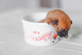 Puppy in Bowl