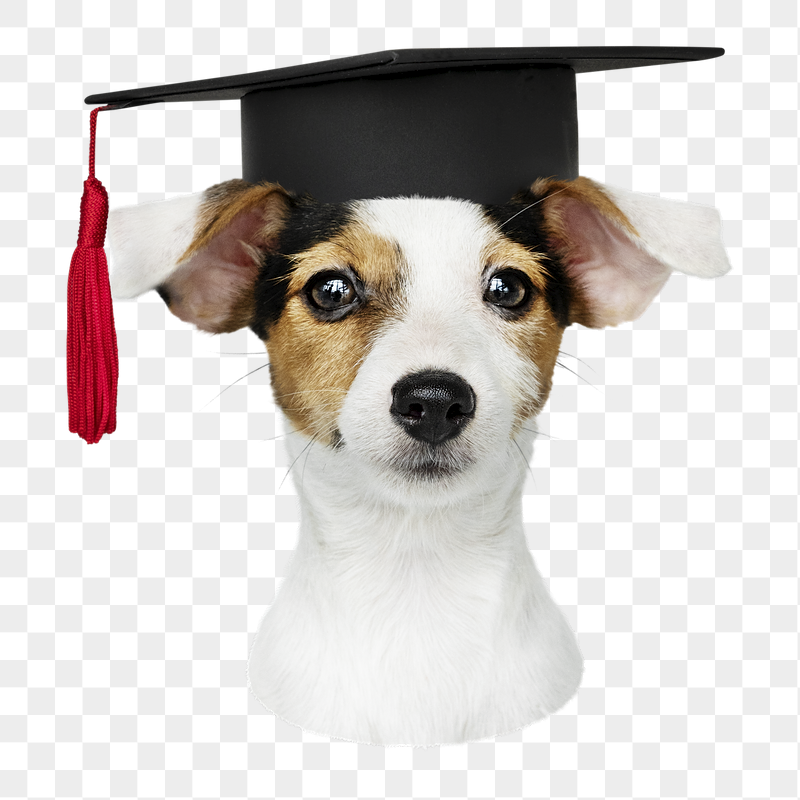 Puppy in graduation cap png | Free PNG - rawpixel