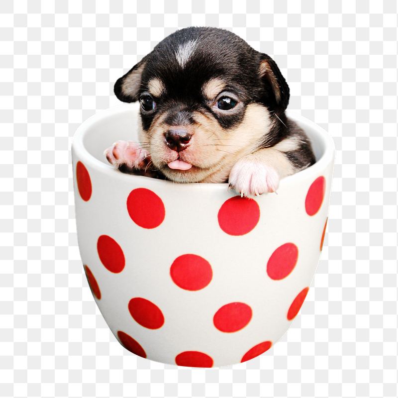 Puppy in mug png sticker, | Free PNG - rawpixel
