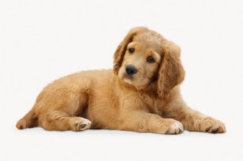 Puppy isolated on white, Golden | Free Photo - rawpixel
