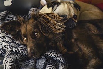 Puppy Love