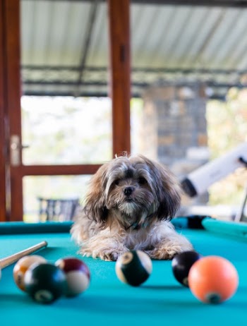Puppy Love 
meet Bailey the Shih Tzu 