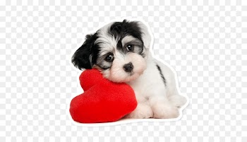 Puppy Maltese dog Pet sitting Chihuahua - puppy 