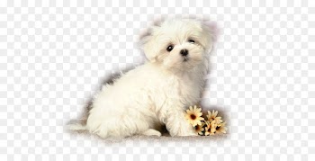 Puppy Maltese dog Yorkshire Terrier Pug Labrador Retriever - puppy 